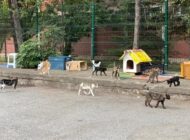 NE OLACAK BU KEDİLERİN HALİ?!