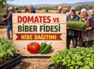 ÇİFTÇİLERE %75 HİBE DESTEKLİ FİDE DAĞITILACAK
