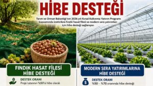 ÜRETİCİLERE FINDIK HASAT FİLESİ VE SERA HİBE DESTEĞİ