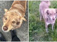 KANDİLLİ’DE SOKAK KÖPEĞİ “LEO”NUN ÖLDÜRÜLDÜĞÜ İDDİASI