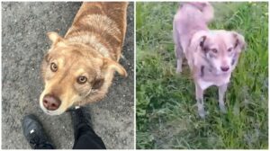 KANDİLLİ’DE SOKAK KÖPEĞİ “LEO”NUN ÖLDÜRÜLDÜĞÜ İDDİASI