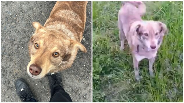 KANDİLLİ’DE SOKAK KÖPEĞİ “LEO”NUN ÖLDÜRÜLDÜĞÜ İDDİASI