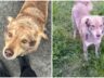 KANDİLLİ’DE SOKAK KÖPEĞİ “LEO”NUN ÖLDÜRÜLDÜĞÜ İDDİASI